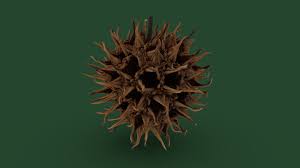 Sweetgum are native to the southeastern united states and belong to the altingiaceae family. Sweet Gum Tree Fruit Download Free 3d Model By Abby Crawford Abby E5ca16a