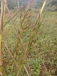 Image result for Hyparrhenia quarrei