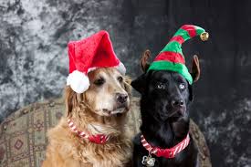 Explore and download more than million+ free png transparent. Twas The Night Before Christmas Guide Dogs Edition The Dogington Post