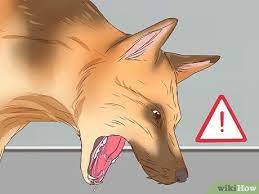 3 Ways To Help A Dog Pass An Obstruction Wikihow Dog Help Dogs Bowel Obstruction