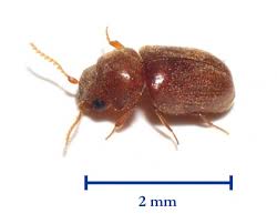 Lasioderma Serricorne Wikipedia