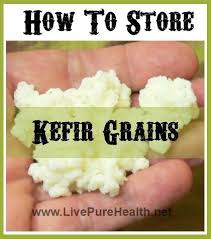 How To Store Kefir Grains You Got Too Many So How Do You Keep The Extra Grains This Is How I Store My Own Kefir Grains Inde Kefir Graine De Kefir