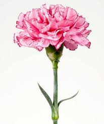 Pin On Carnations