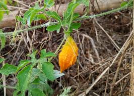 Image result for Momordica balsamina