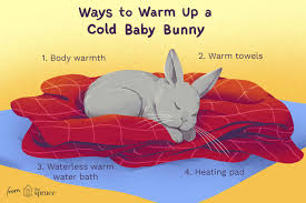 We are not talking about cats. How To Warm Up A Cold Baby Bunny