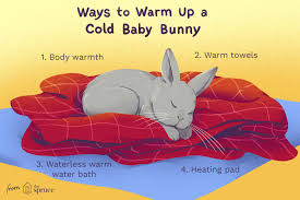 Hook's hollands 22.783 views4 years ago. How To Warm Up A Cold Baby Bunny