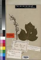 Image result for Cylicomorpha parviflora