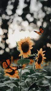 Hanya sebuah usaha untuk menulis dan menuangkannya. Flowersbackgroundiphone Lukisan Bunga Matahari Latar Belakang Bunga Matahari