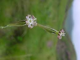 Image result for Silene burchellii