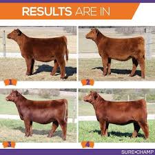 Pin On Cattle Livestock Judging