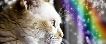 Grieving the loss of a pet cat after euthanasia. Rainbow Bridge Remembrance Day What To Know About Euthanasia