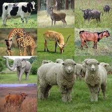 Contoh Hewan Pemakan Tumbuhan Hewan Jenis Mamalia World Animal Promo Buku Berkenalan Dengan Hewan Herbivora Karnivora Dan Omn Hewan Mamalia Gambar Hewan