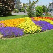 ˈkampo de ˈfjoːri, literally field of flowers) is a rectangular square south of piazza navona in rome, italy, at the border between rione parione and rione regola. Fiori Di Campo In Ordine Alfabetico