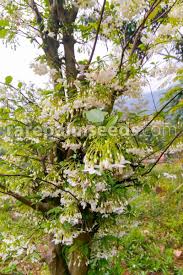 Image result for Wrightia