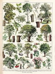 pin on beautiful botanist