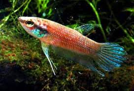 Betta Guar Sanji