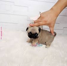 Mini Pug Micro Pug Teacup Pug Teacup Pug Puppies For Sale Teacup Pug Breeders Teacup Breeders Pug Pics Pi Baby Pugs Cute Animals Cute Dogs And Puppies