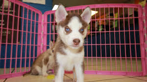 Matty is new to our rescue appears to be about 1 year old, recently neutered and very sweet. Puppies For Sale In Georgia Petfinder