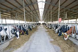 Image result for modern cattle ranch