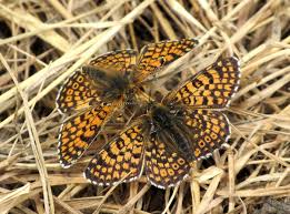 Image result for Melitaea cinxia