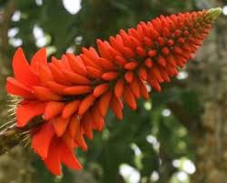 Image result for Erythrina livingstoniana