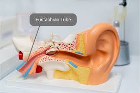 Image result for Eustachian Tube Dysfunction