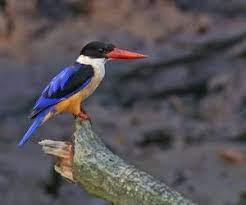 導讀 翠鳥上體羽藍色具光澤 下體羽橙棕色 胸下栗棕色 翅翼黑褐色 足短小 二趾相並 腳珊瑚紅色 翠鳥尾巴很短 但飛起來很靈活 捕食時速可達100公里 挑選購買一隻優秀而美漂的翠鳥能參考本篇 pets animals birds