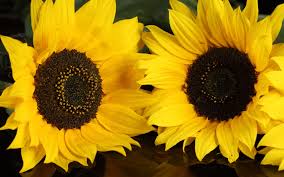 Here are 13 awesome wallpapers you will love. 1920x1200 Yellow Sunflowers Desktop Pc And Mac Wallpaper