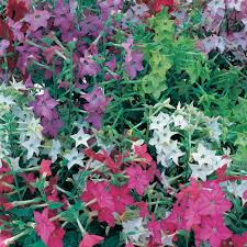 Nicotiana flowers continuously for most of the season when cut back regularly. Nicotiana Plants F1 Perfume Mix Dobies