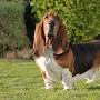 Basset Hound length from www.akc.org