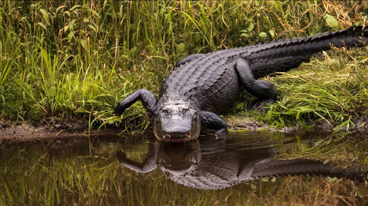 Mga resulta ng larawan para sa Alligator"