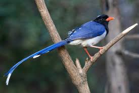 We did not find results for: Top 25 Wild Bird Photographs Of The Week Blue Wild Bird Revolution