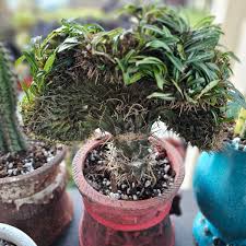 Image result for Pachypodium