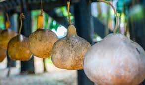 How To Harvest And Dry Ornamental Gourds
