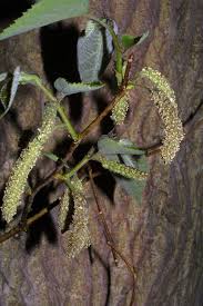 Image result for Moraceae