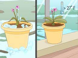 6 ways to revive a dying orchid make sure they have enough water. How To Revive An Orchid Plant 9 Steps With Pictures Wikihow