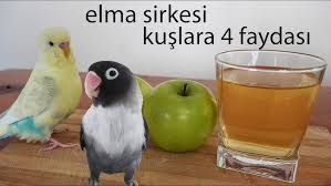 Yaz Geldi Bitlere Dikkat Muhabbet Kusu Papagan Bit Spreyi Youtube