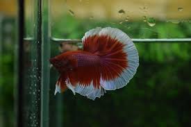 Pada saat dilelang, sansai sanke menginjak umur 3 tahun dengan panjang 71cm, lebih panjang jika dibandingkan ikan koi yang paling mahal sebelumnya. Ikan Cupang Termahal Di Dunia Mencapai Rp20 Jutaan Bukareview