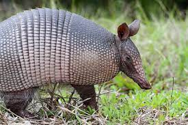 The best solution to an armadillo. Armadillo Control How To Get Rid Of Armadillos