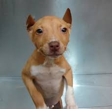 Mixed breed dogs are becoming more popular as family pets these days, and the pitbull chihuahua mix is getting lots of attention. Pin On Bully Dog Breeds Daily
