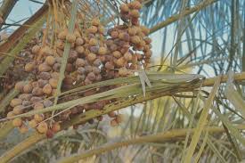 ديالى نخيل بلدروز تمر تمور عراق العراق النخل plants grapes fruit