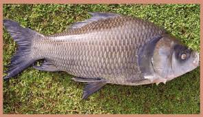 Catla