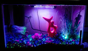 Redesigned And Designated My Tanks 10 Gallon Glo Fish Tank Fish Tank Glofish Fish
