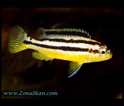 Di indonesia, sudah banyak penjual ataupun peternak ikan lemon. Ikan Lemon Biru