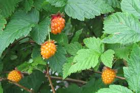 Like its cousins poison oak and poison sumac, it has an oily sap in its leaves called urushiol. A Quick And Juicy Guide To Berries Of The Northwest The Whole U