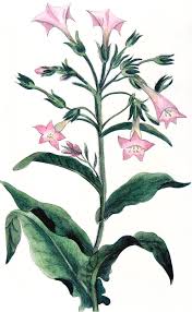 Image result for Nicotiana tabacum