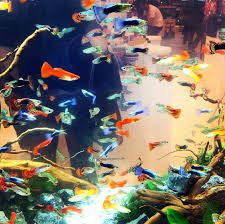 Pin On Fishes