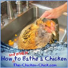 Jessica zablan, owner of the birth & baby company, tells romper in an interview that it is absolutely safe to give your baby a bath in the sink, which is the perfect size for a baby, and can also. How And When To Give A Chicken A Bath The Chicken Chick
