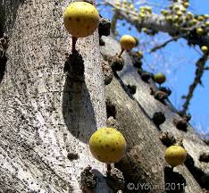 Image result for Ficus sansibarica