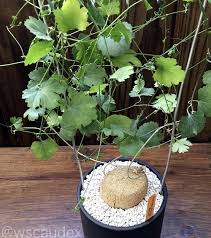 Image result for Kedrostis africana